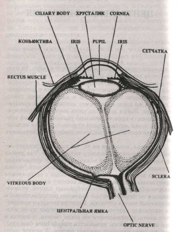 Мускулы глаза